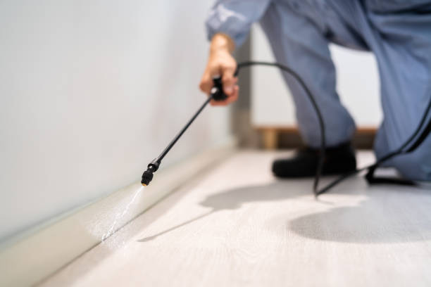 Licensed Wasp Removal service in Ham Lake, MN - Show Me Pest Control